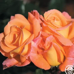 Rosemary Harkness™><noscript><img width=