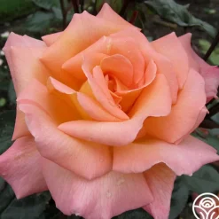 Rosemary Harkness™><noscript><img width=