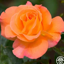 Rosemary Harkness™><noscript><img width=