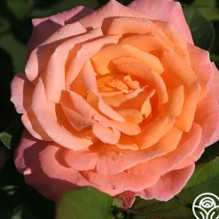 Rosemary Harkness™><noscript><img width=