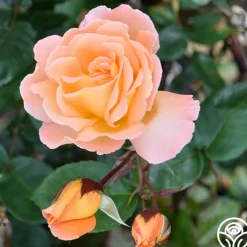 Rosemary Harkness™><noscript><img width=