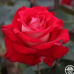 Rosie O'Donnell>Heirloom Roses Best