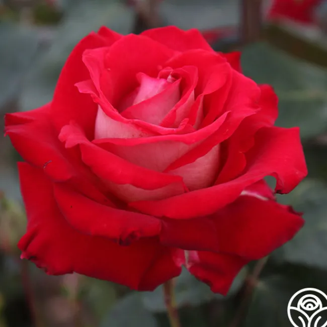 Rosie O'Donnell>Heirloom Roses Best