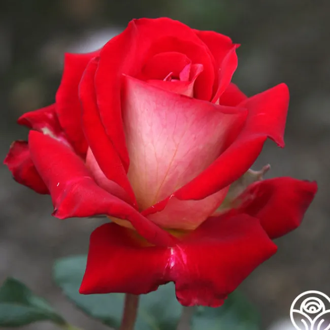 Rosie O'Donnell>Heirloom Roses Best