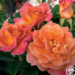 Rosie the Riveter™>Heirloom Roses Best