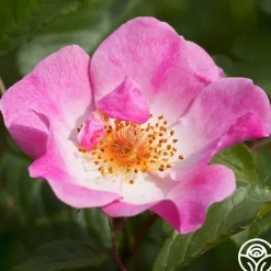 Rosy Hedge>Heirloom Roses Best