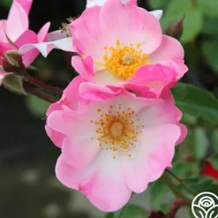 Rosy Hedge><noscript><img width=