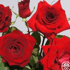 Rouge Rhapsody>Heirloom Roses Outlet