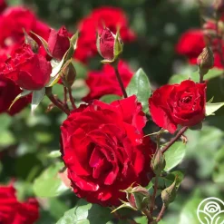 Rouge Rhapsody><noscript><img width=
