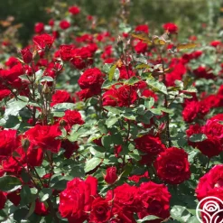 Rouge Rhapsody><noscript><img width=