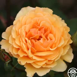 Royal Amber™>Heirloom Roses Hot