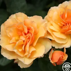 Royal Amber™><noscript><img width=