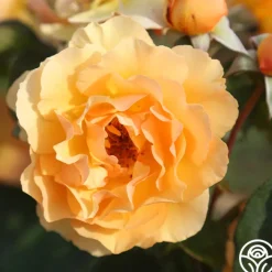 Royal Amber™><noscript><img width=