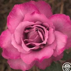 Royal Amethyst™>Heirloom Roses Discount