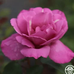 Royal Amethyst™>Heirloom Roses Discount
