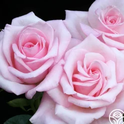 Royal Highness>Heirloom Roses Outlet