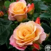 Royal Pageant™>Heirloom Roses Sale