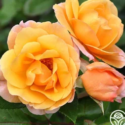 Royal Pageant™>Heirloom Roses Sale