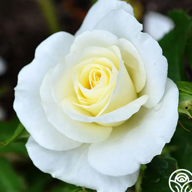 Royal Swan™>Heirloom Roses Best