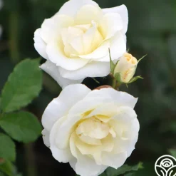 Royal Swan™><noscript><img width=