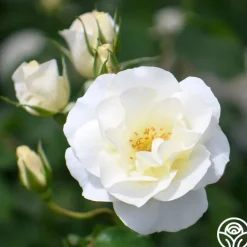 Royal Swan™><noscript><img width=