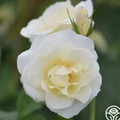 Royal Swan™><noscript><img width=
