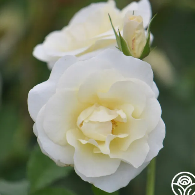 Royal Swan™>Heirloom Roses Best