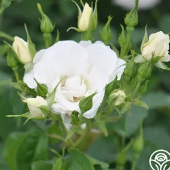 Royal Swan™><noscript><img width=