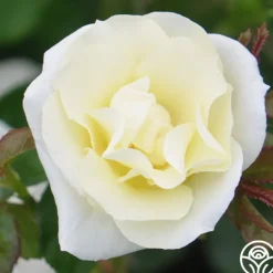 Royal Swan™><noscript><img width=