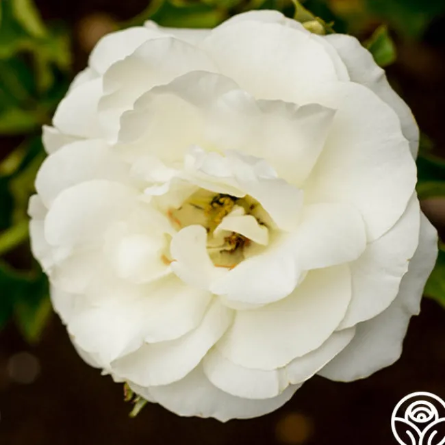 Royal Swan™>Heirloom Roses Best