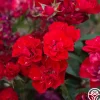 Ruby Meidiland®>Heirloom Roses Hot