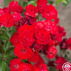 Ruby Meidiland®>Heirloom Roses Hot