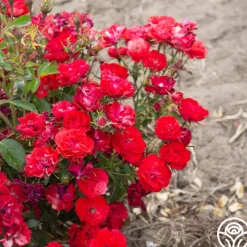 Ruby Meidiland®><noscript><img width=