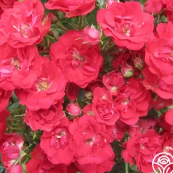 Ruby Meidiland®><noscript><img width=