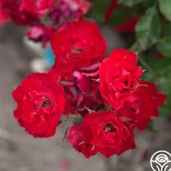 Ruby Meidiland®><noscript><img width=