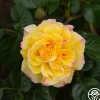 Rugelda>Heirloom Roses Clearance