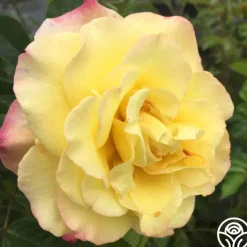 Rugelda>Heirloom Roses Clearance