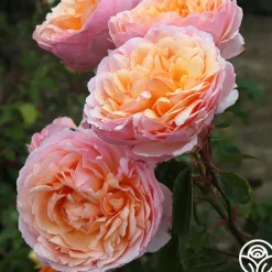 Ruth Clements™>Heirloom Roses Discount