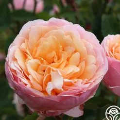 Ruth Clements™><noscript><img width=