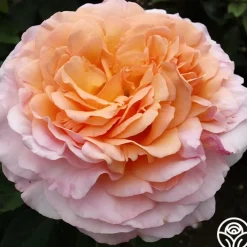 Ruth Clements™><noscript><img width=