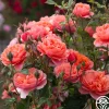 Safari™>Heirloom Roses Outlet