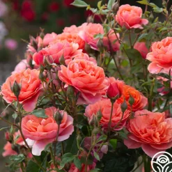 Safari™>Heirloom Roses Outlet