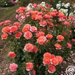 Safari™>Heirloom Roses Outlet