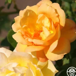 Saffron Summer™>Heirloom Roses Hot