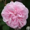 Salet>Heirloom Roses Sale
