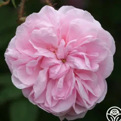 Salet>Heirloom Roses Sale
