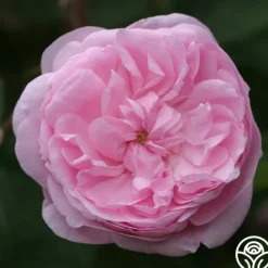 Salet>Heirloom Roses Sale