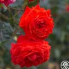 Salita™>Heirloom Roses Clearance