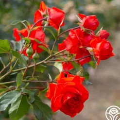 Salita™>Heirloom Roses Clearance