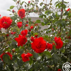 Salita™><noscript><img width=